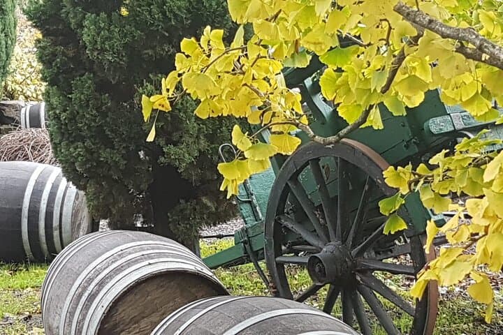 Wine Tasting in Frascati from Rome