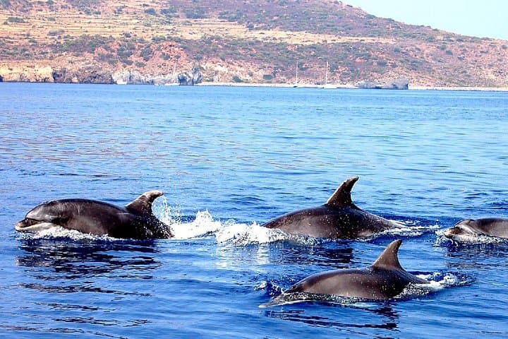 Filicudi - Dolphins