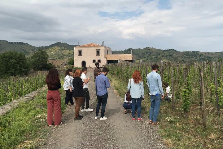 Vineyards #3