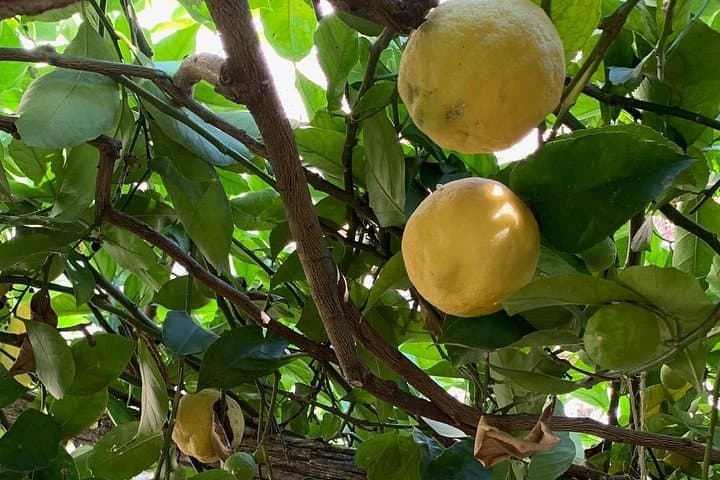 Lemon Experience with limoncello demonstration