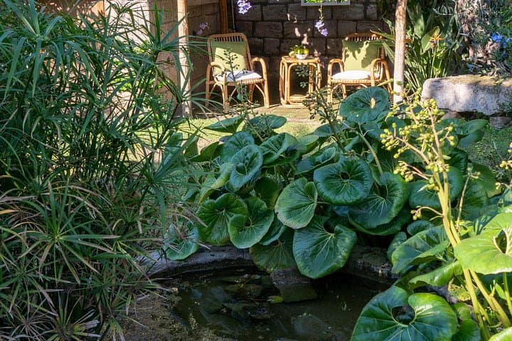 Sorrento's Tasty Garden