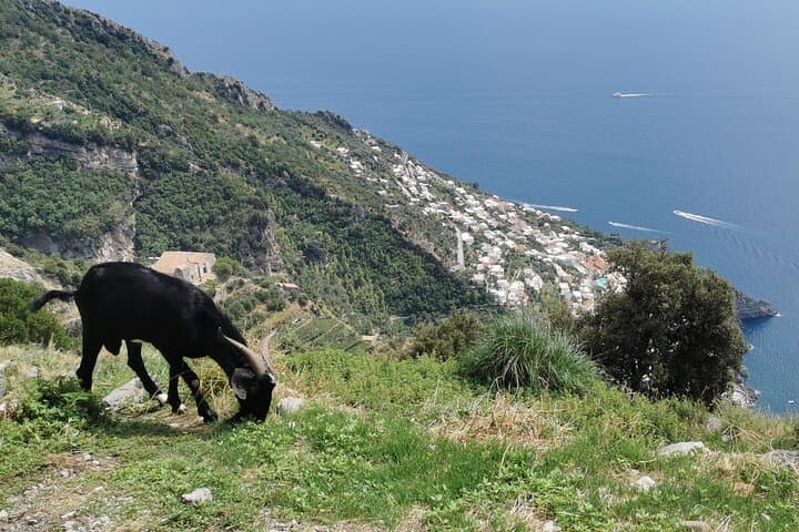 Private Guided Tour to the Path of the Gods - Half day