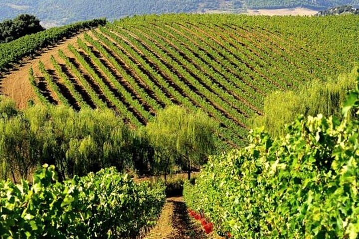 Sicilian Winery Tour with Wine Tasting from Palermo