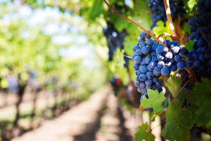 Private Chianti Wine Tasting & Scenic Florence Drive Half-Day
