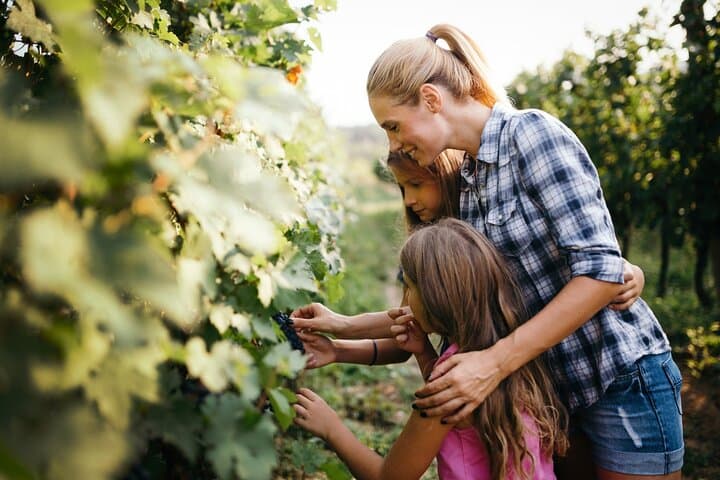 Private Chianti Wine Tasting & Scenic Florence Drive Half-Day