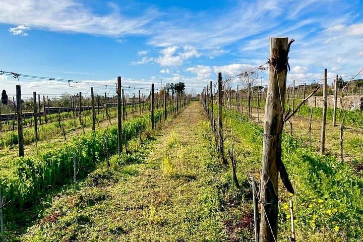 Pompeii tour and wine tasting