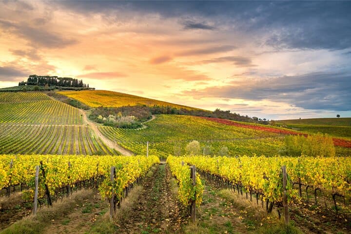 Private Day Tour from Florence to Pisa, Chianti and San Gimignano