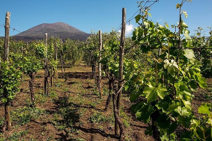 Pompeii with Wine Tasting and Lunch from Naples