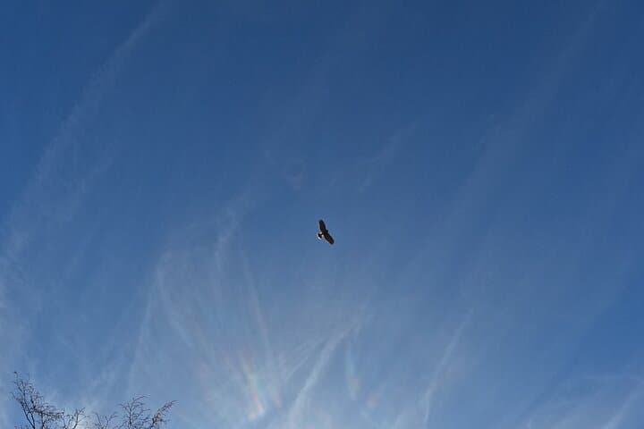 Harris's Buzzard in flight
