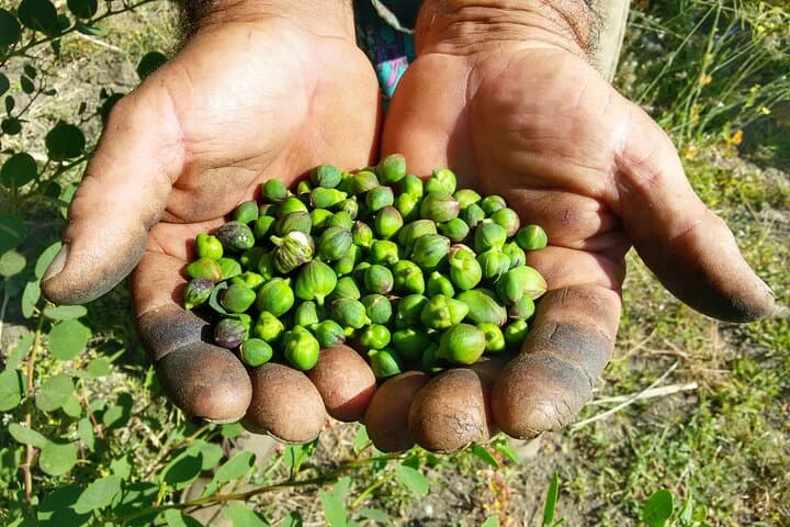 Cappero di Salina: Un'Esperienza di Degustazione Unica