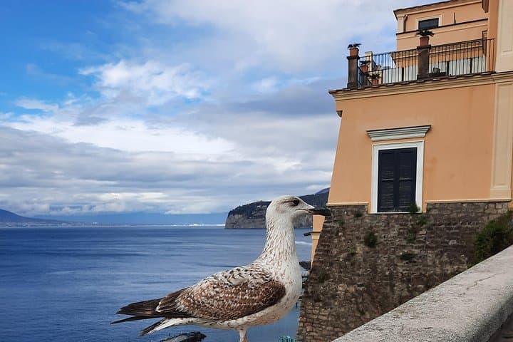 In the company of the domesticated seagull in Piazza della Vittoria