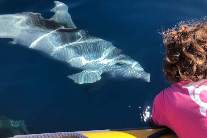 Dolphin Watching Boat Tour from Olbia