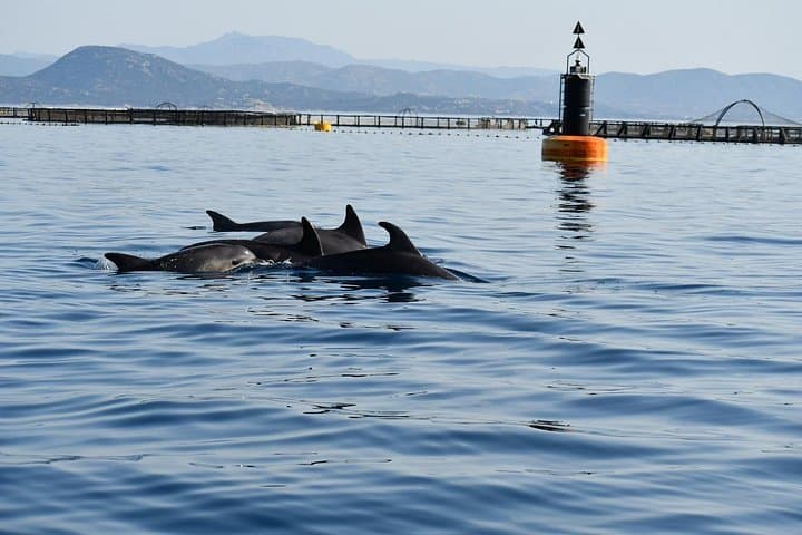 Dolphin watching and snorkeling in Figarolo