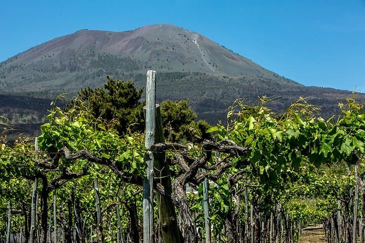 Scenic Wine Tasting & Lunch on the Slopes of Vesuvius from Naples