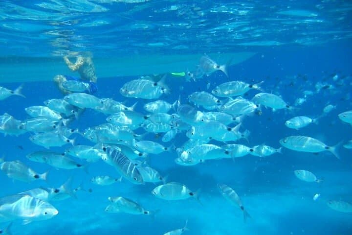 Tavolara and Molara Snorkeling with Guide