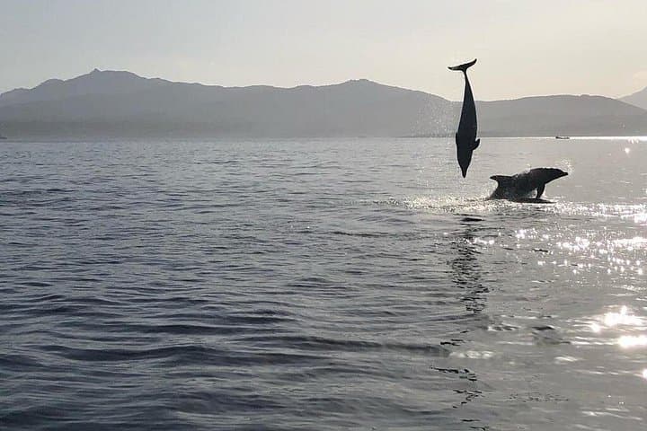 Dolphin watching and snorkeling in Figarolo
