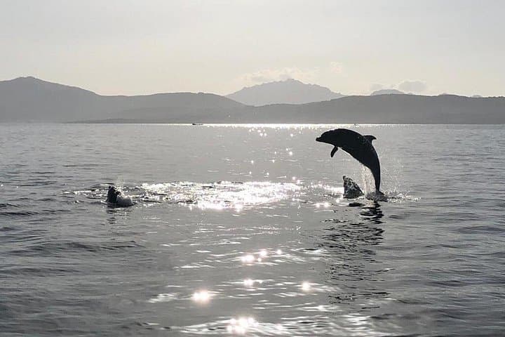 Dolphin Watching Boat Tour from Olbia