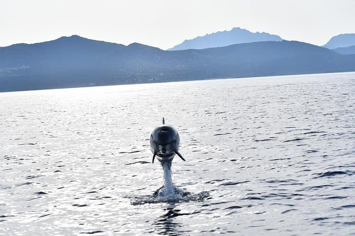 Dolphin Watching Boat Tour from Olbia