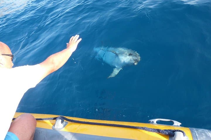 Dolphin watching and snorkeling in Figarolo