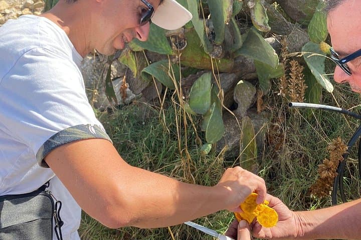 taste the seasonal fruit picked directly from the plant