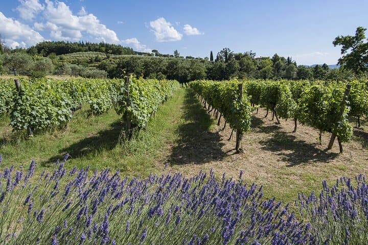 Tour of the vineyards and tasting of Evo wines and oil in Tuscany