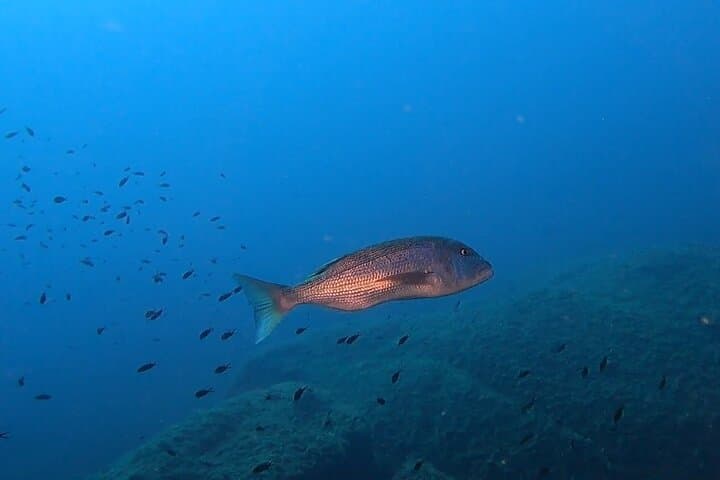 Advanced Open Water Diver course
