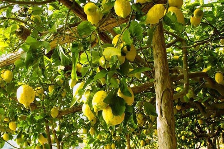 Sorrento lemon grove