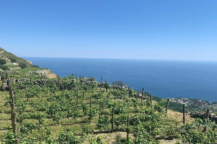 Ischia Wine Tasting Experience, Vineyards Tour and Hotel Pickup