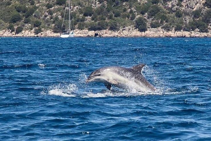 Dolphins Rib boat (up 6 people) Private