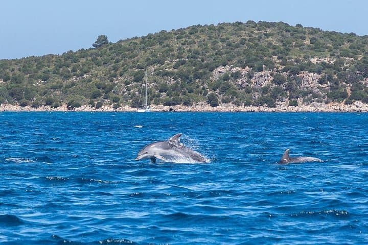 Dolphins Rib boat (up 6 people) Private