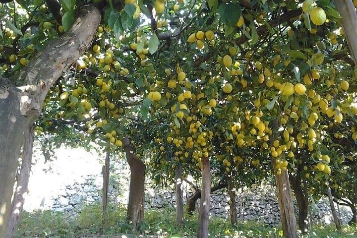 Amalfi Coast - Maiori: Path of Lemons Tour with Tasting