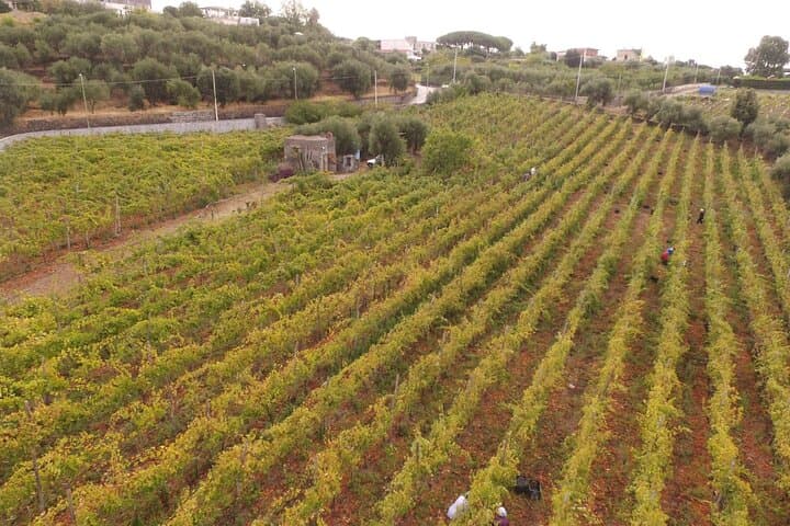 vineyard