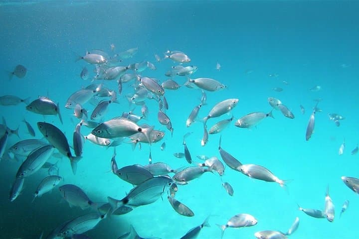 San Teodoro: snorkeling dinghy tour at Molara with sea scooter