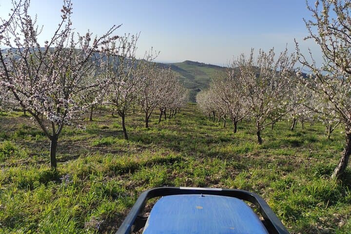 Oleotourism Caruso Between Art Olive Trees and Landscapes