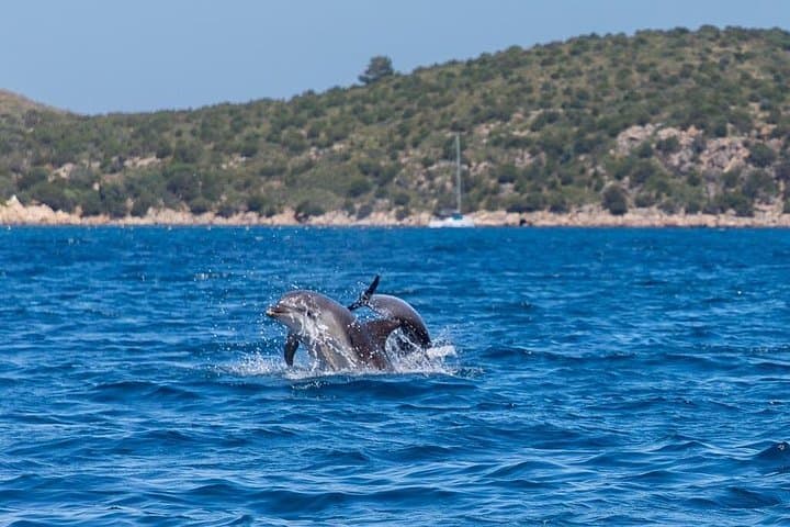 Golfo di Olbia and Dolphins Island Private Boat Tour