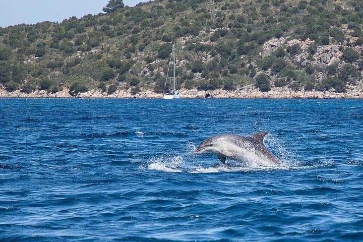 Golfo di Olbia and Dolphins Island Private Boat Tour