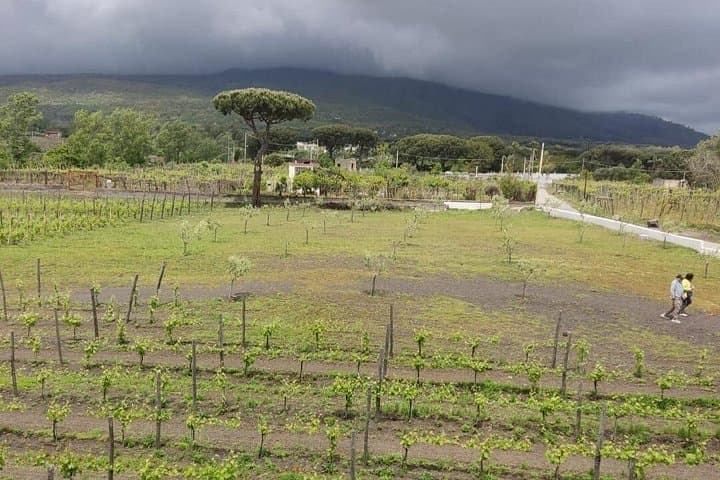 Pompeii & Wine Tasting : Private Day Trip from Naples