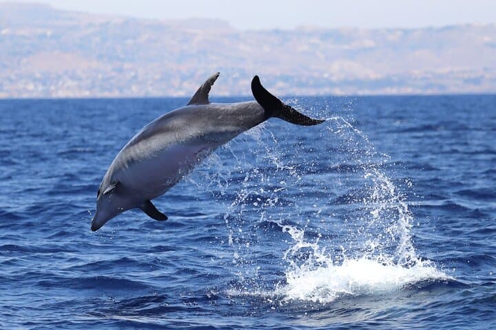 4 Hours Dolphin Watching Tour in Porto Empedocle
