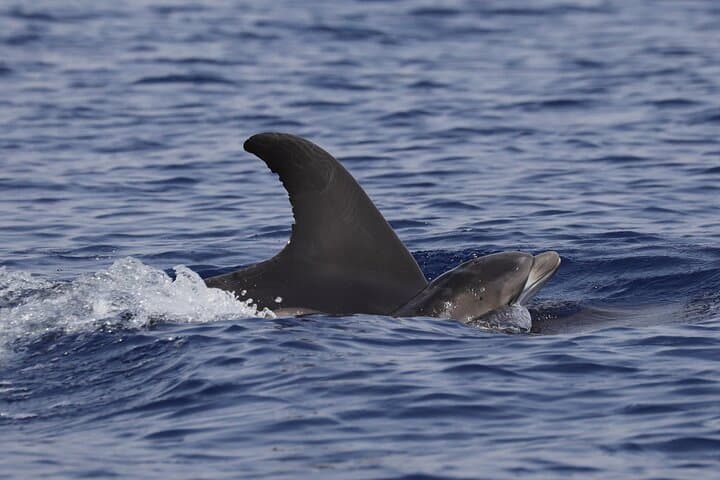 4 Hours Dolphin Watching Tour in Porto Empedocle