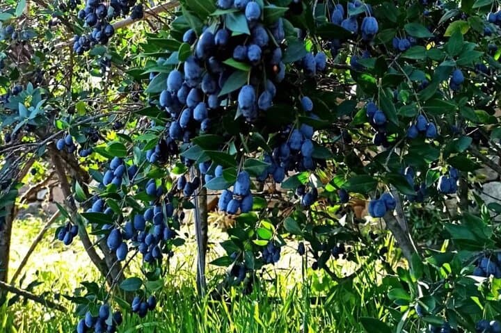 Olbia: visit a myrtle-making factory with tasting