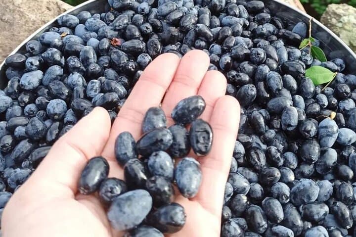 Olbia: visit a myrtle-making factory with tasting