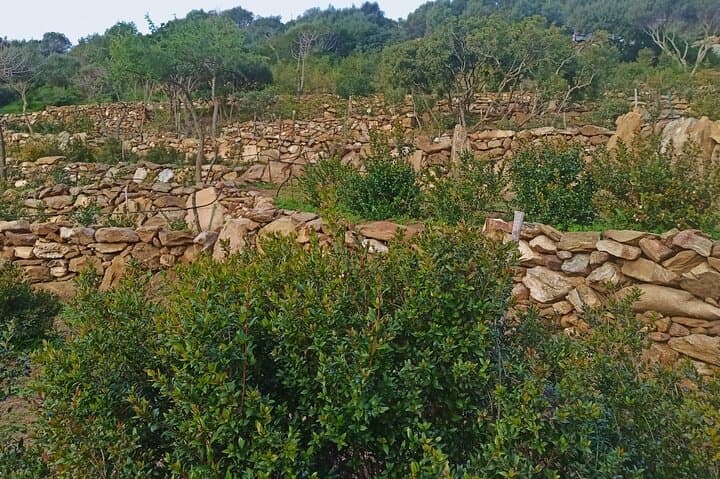 Olbia: visit a myrtle-making factory with tasting