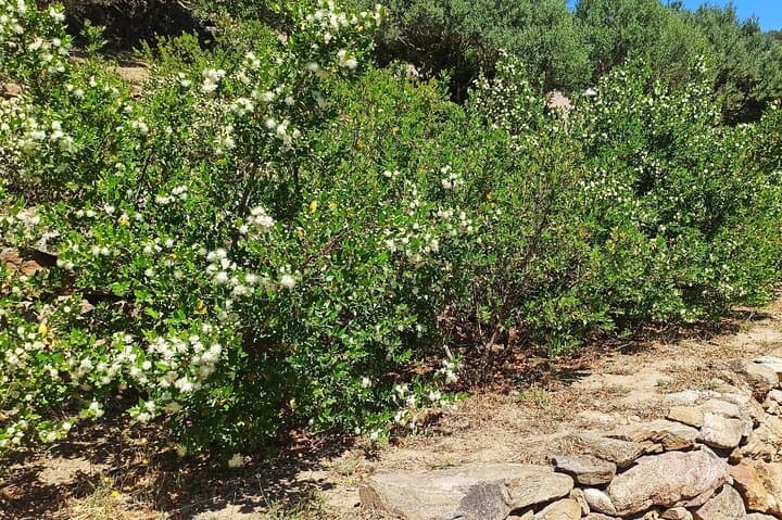 Olbia: visit a myrtle-making factory with tasting