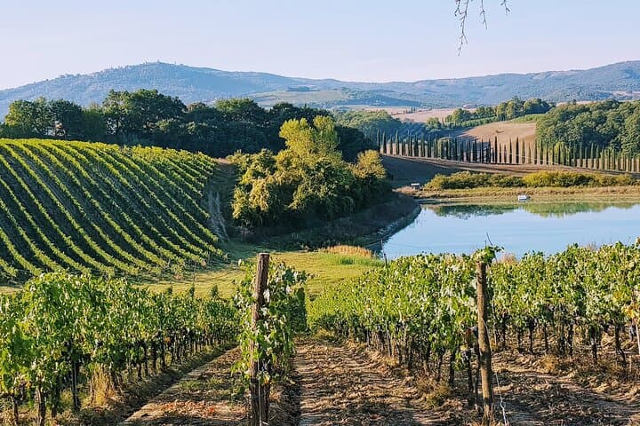 wineyard