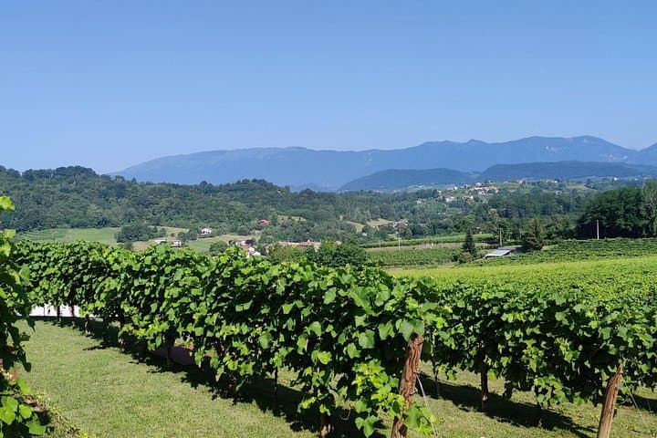 Tour and tasting in the hills of Prosecco Superiore DOCG