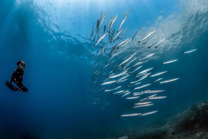 Sorrento 3 - Hour Afternoon Snorkel by RIB with Marine Biologist