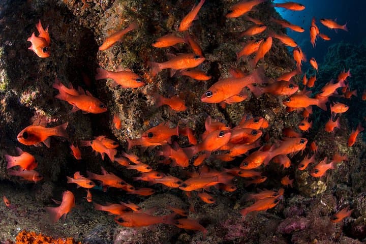 Discover Sorrento Underwater: 3 - Hour PADI Afternoon Try Dive