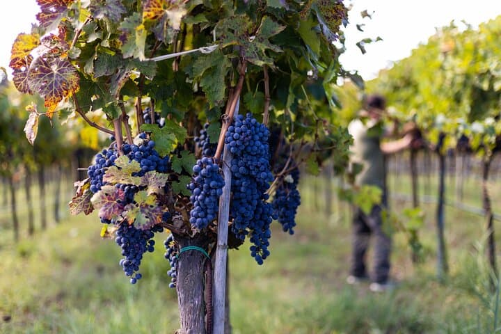Vineyard