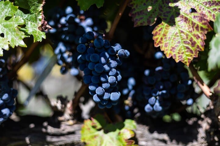 Calabrian Grapes