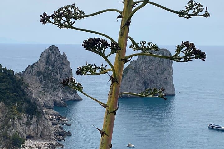 Capri Private Tour with Island Boat Tour from Rome